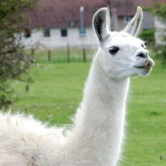 lama
